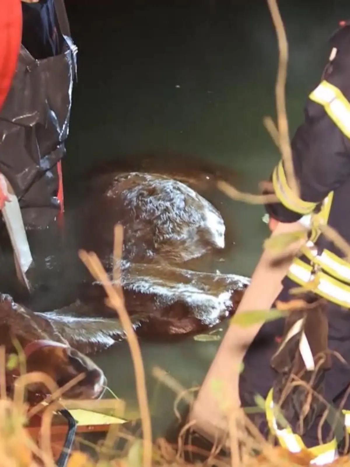 Gerade noch einmal gut gegangen! Im hessischen Bad Nauheim ist ein Pferd in einen angrenzenden Fluss gerutscht. Mit vereinten Kräften konnte die Feuerwehr das Tier aus der misslichen Lage befreien.
