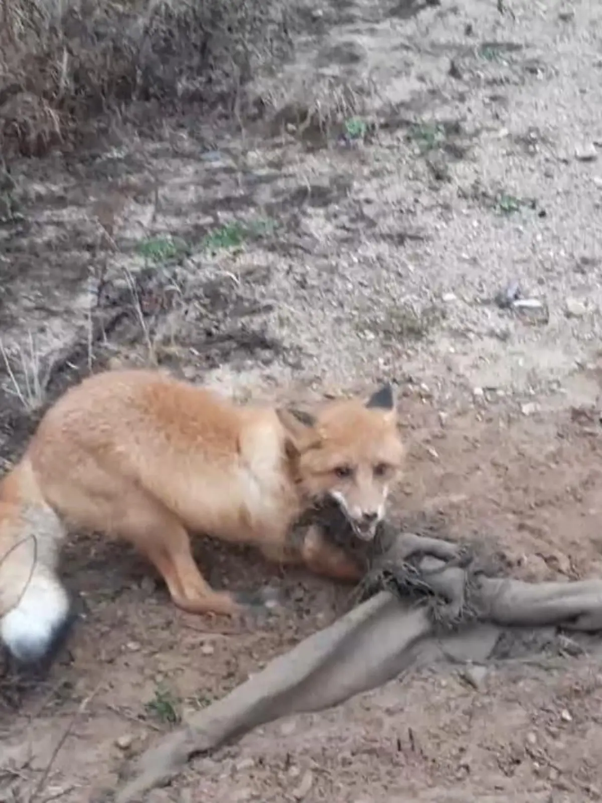 Das panische Tier muss von den Tierrettern zunächst beruhigt werden. Dann erst können sie versuchen den Fuchs mit einem Messer loszuschneiden. Ein schwieriges Unterfangen.