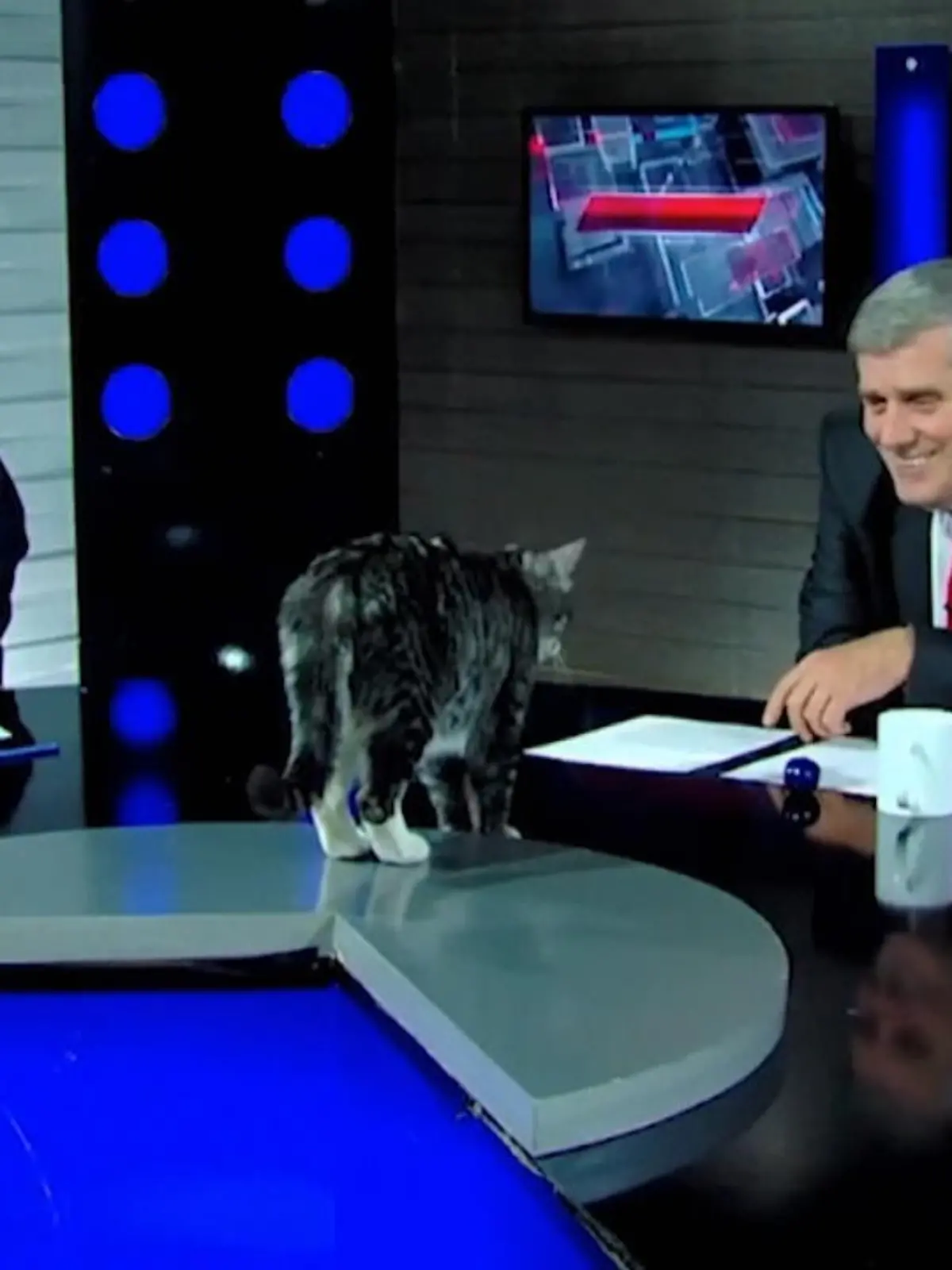 Während einer politischen Diskussion bei TV Kavkasia entert die Senderkatze den Studiotisch und sorgt für Lacher.