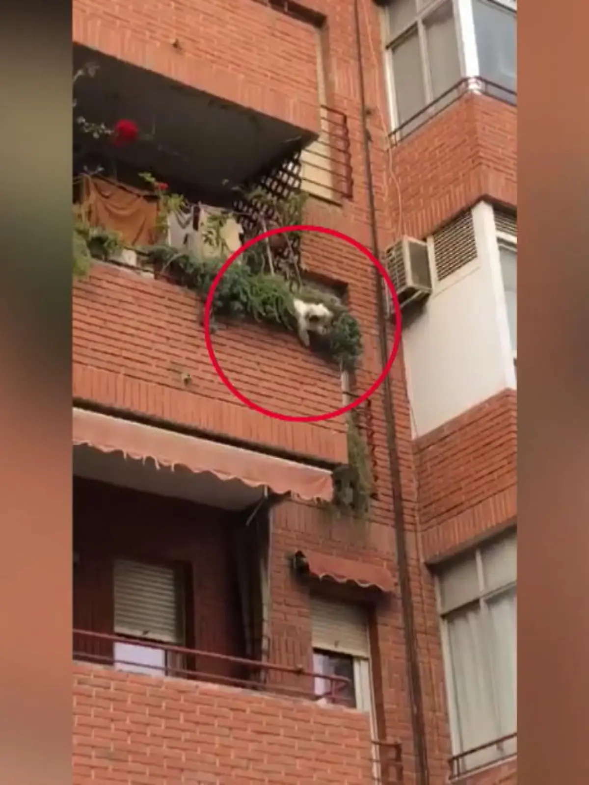 Geistesgegenwärtige Passanten haben das Leben von diesem Hund gerettet.