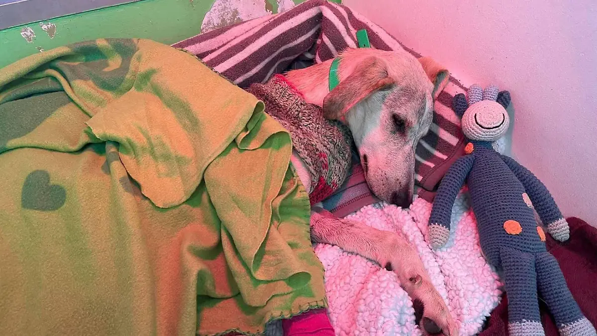 Soco liegt kraftlos zugedeckt in einem Bett. Neben seinem Kopf ist ein Kuscheltier zu sehen.