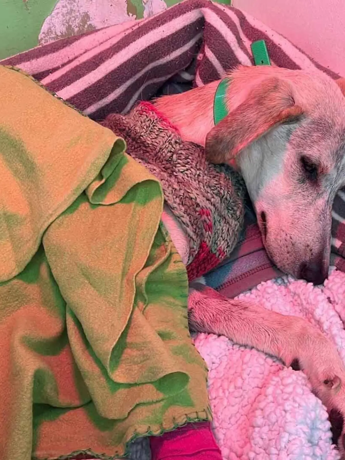 Soco liegt kraftlos zugedeckt in einem Bett. Neben seinem Kopf ist ein Kuscheltier zu sehen.
