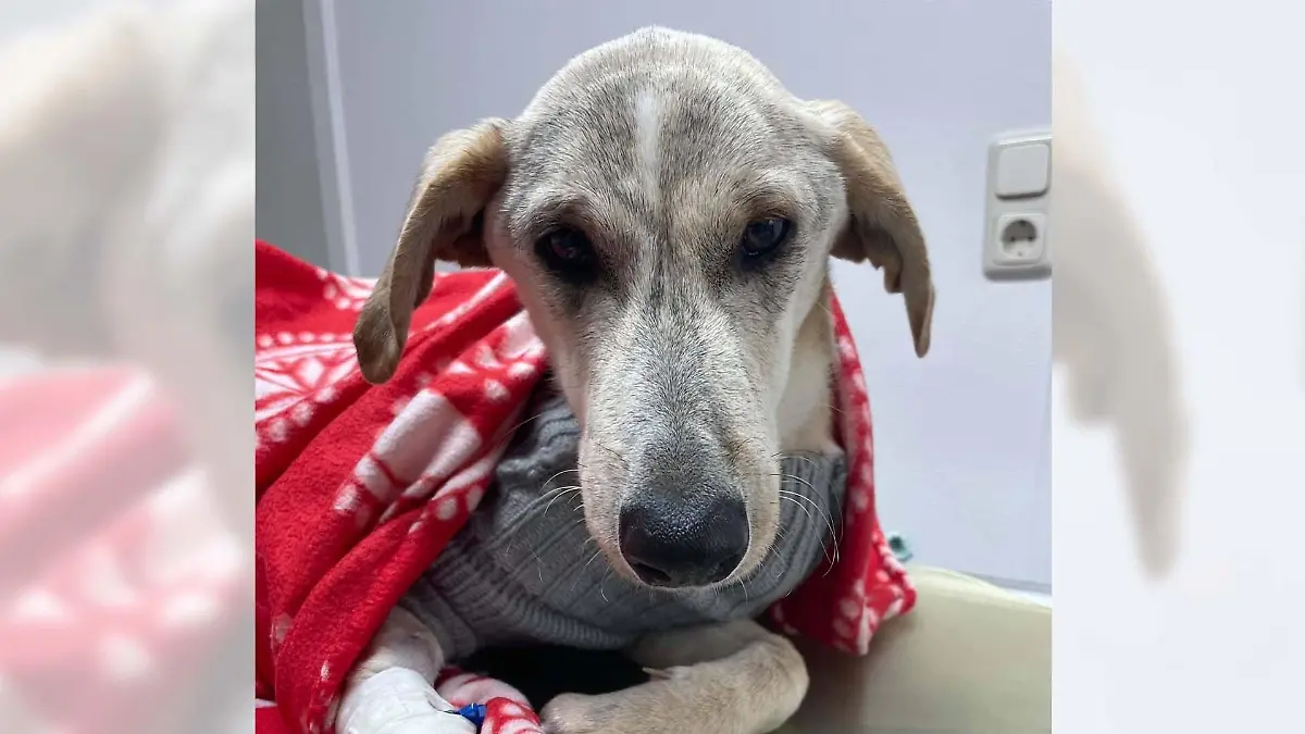 Hund Soco schaut etwas traurig und hilflos in die Kamera.