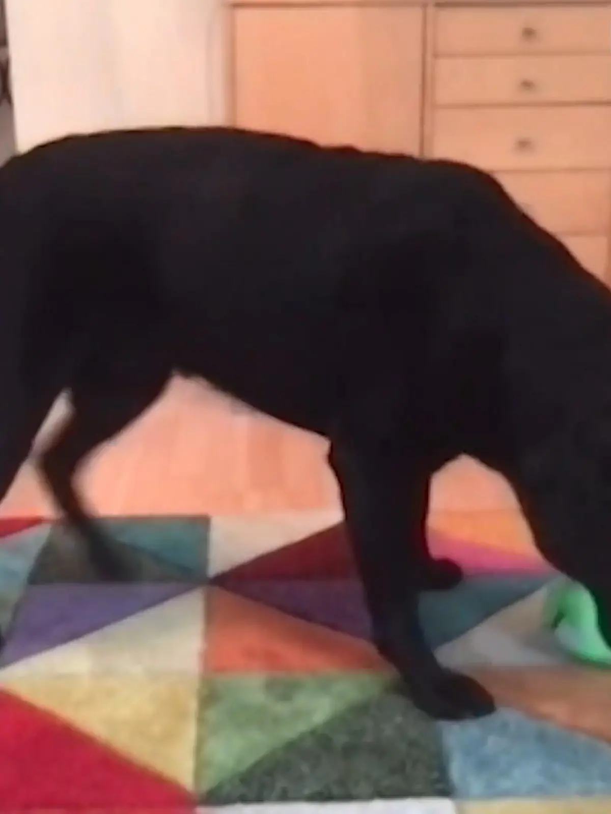 Der Hund bleibt zu Hause, während Herrchen und Frauchen arbeiten. Aber was, wenn die Sehnsucht zu groß wird? Dafür könnte es bald ein Gadget geben...