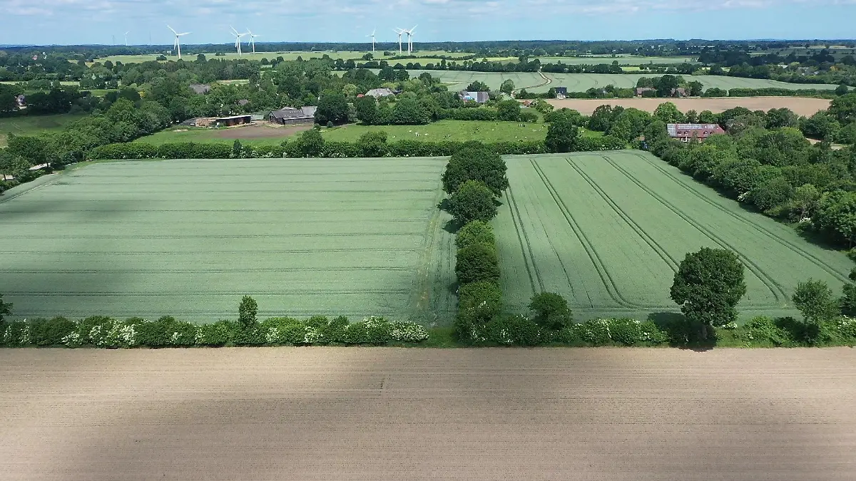 Ein Luftbild von Feldern, die durch breite Hecken voneinander getrennt sind.