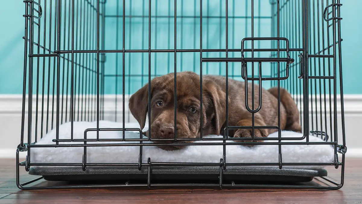 Brauner Labrador-Welpe schaut traurig aus der Hundebox heraus