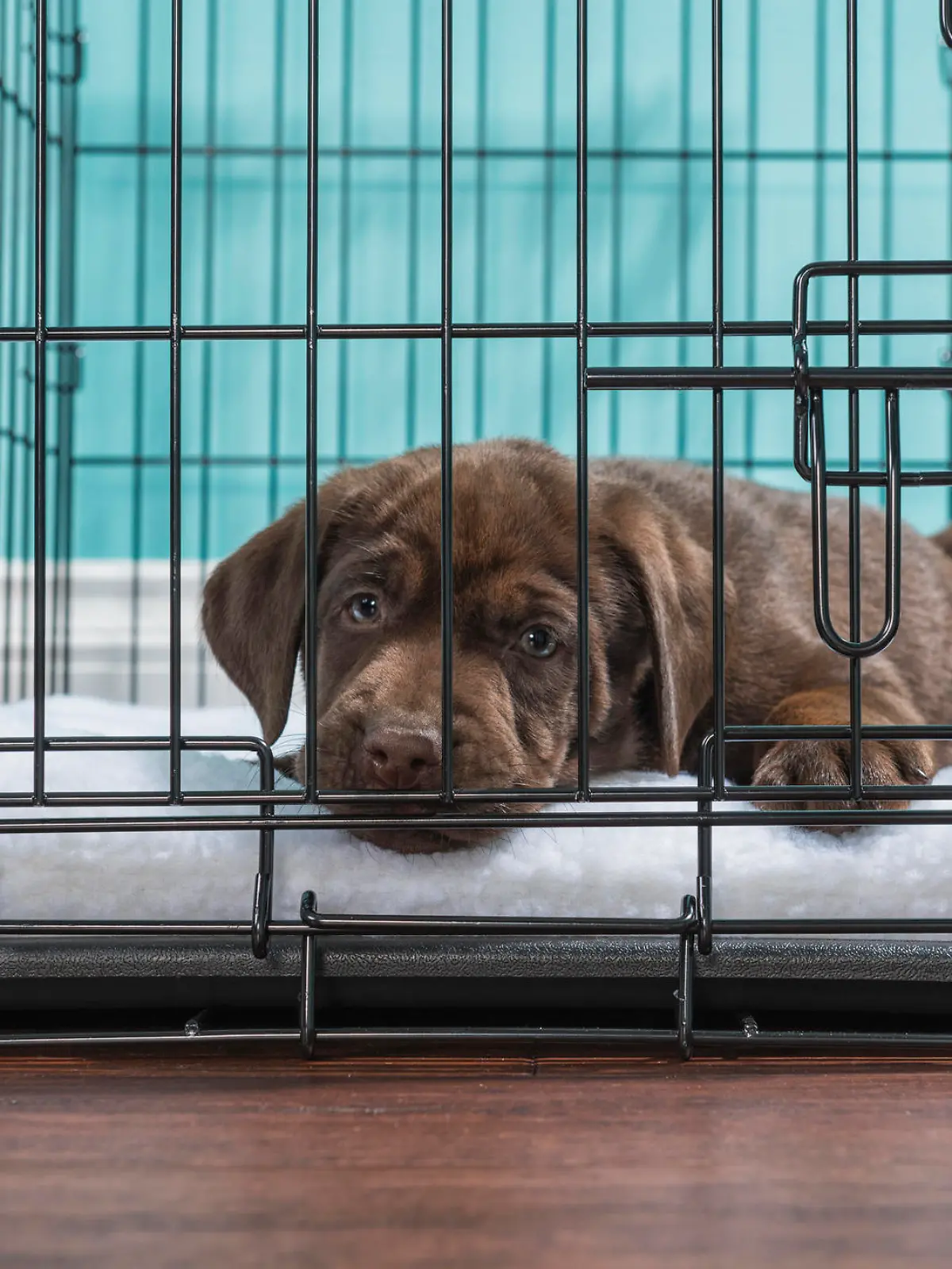 Brauner Labrador-Welpe schaut traurig aus der Hundebox heraus