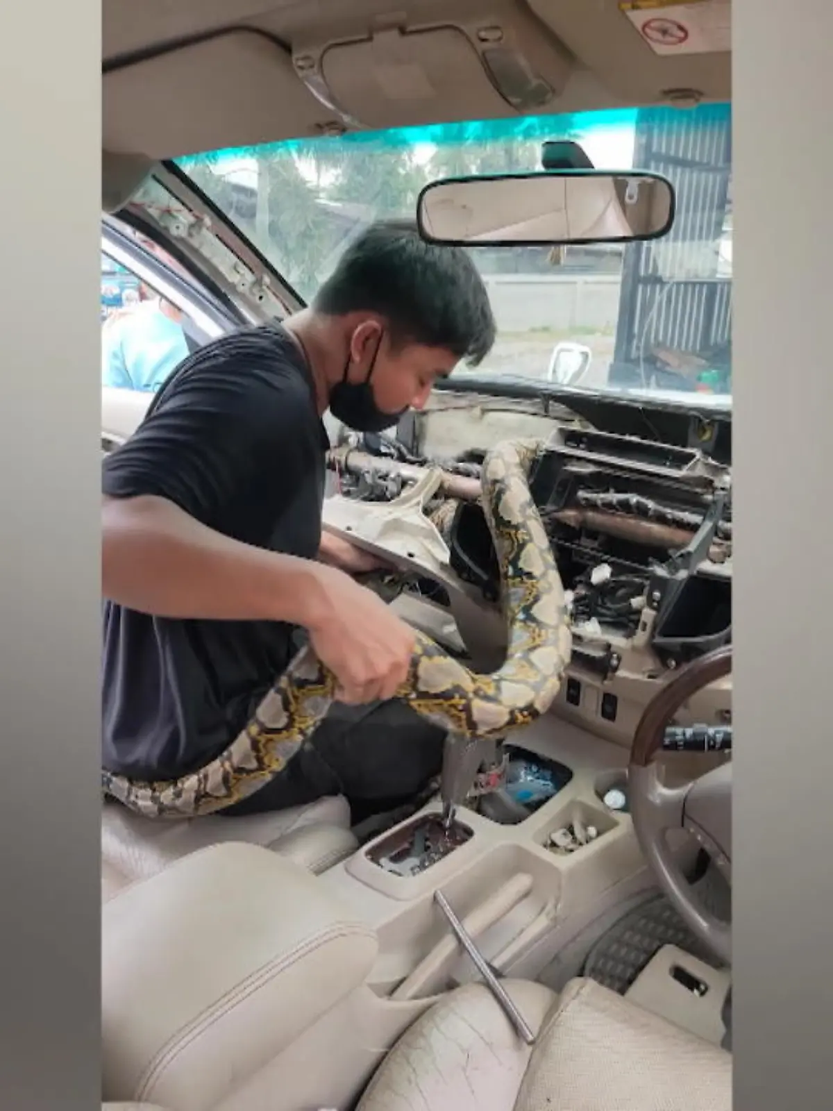 Ein Wackel-Dackel auf dem Armaturenbrett ist uns bekannt – eine 3.5 Meter lange Python haben wir dort allerdings noch nie gesehen!