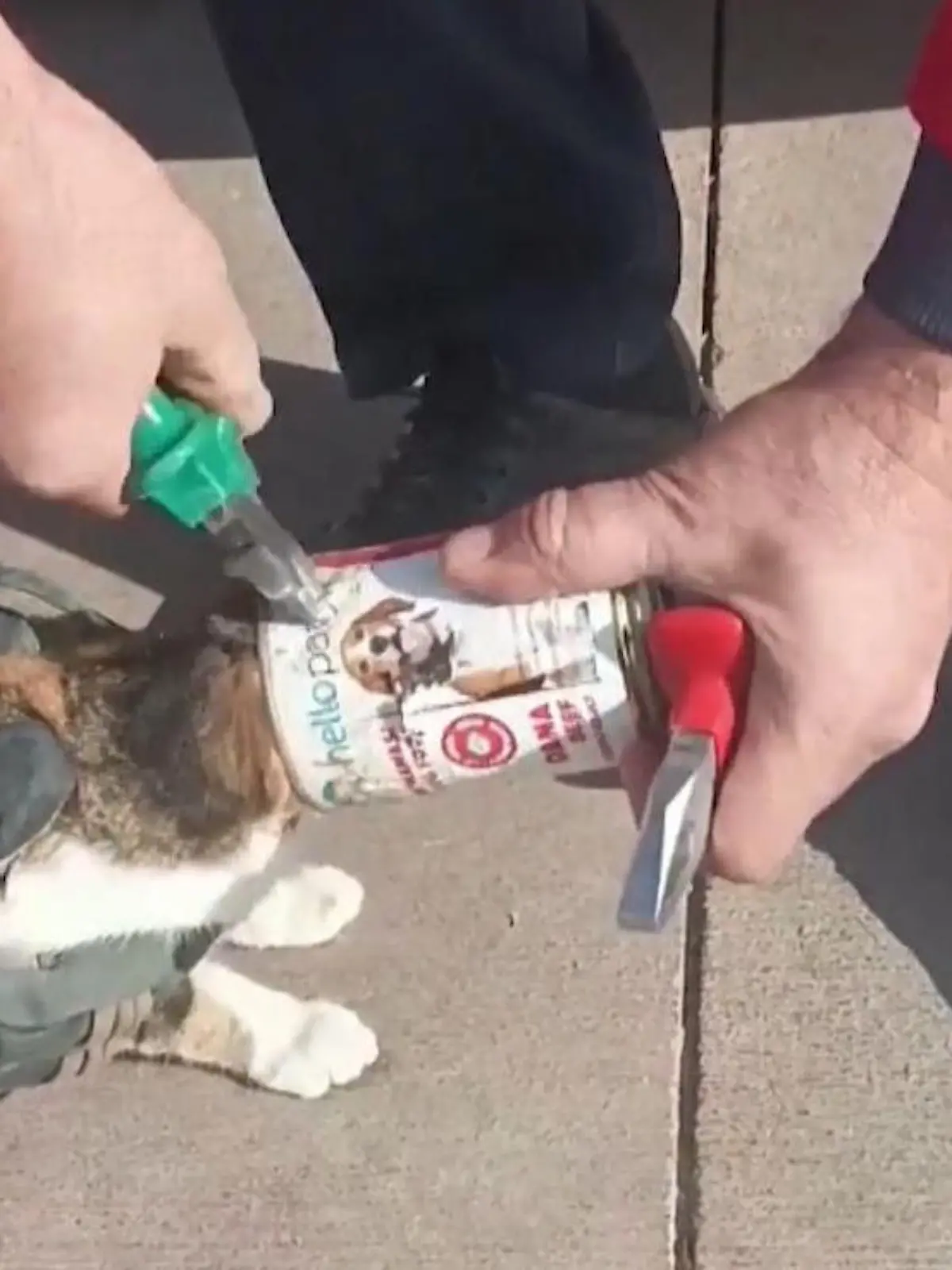 Bei dieser kleinen Katze war der Kopf noch größer als der Hunger.