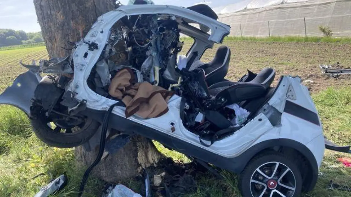 Twingo am Baum