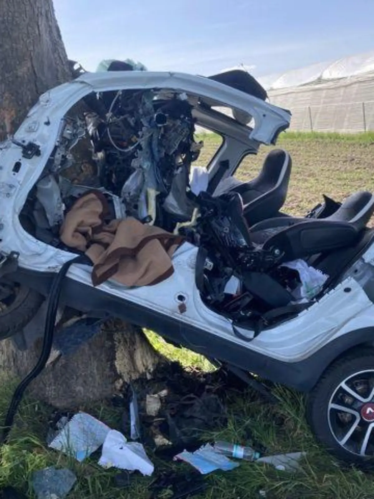 Twingo am Baum