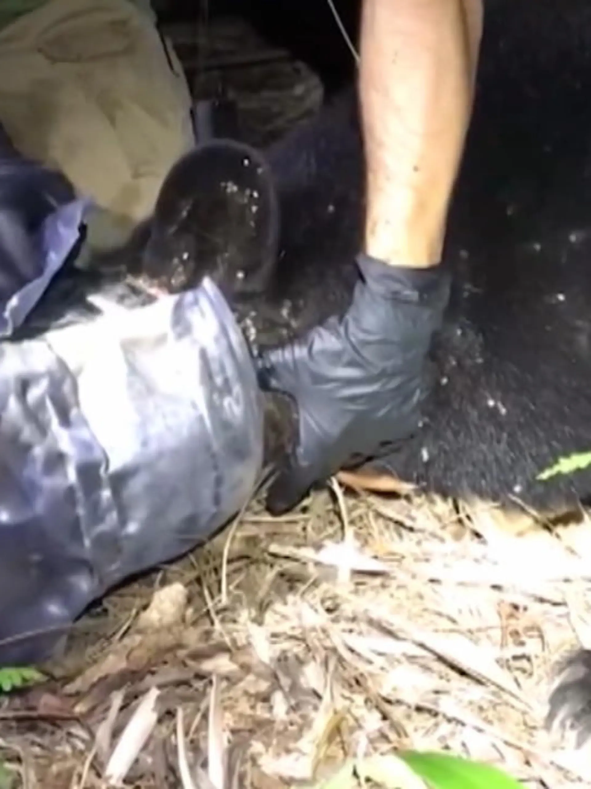 Tierschützer retten eine Bärin, die einen Monat lang mit dem Kopf in einem Plastik-Container steckt.