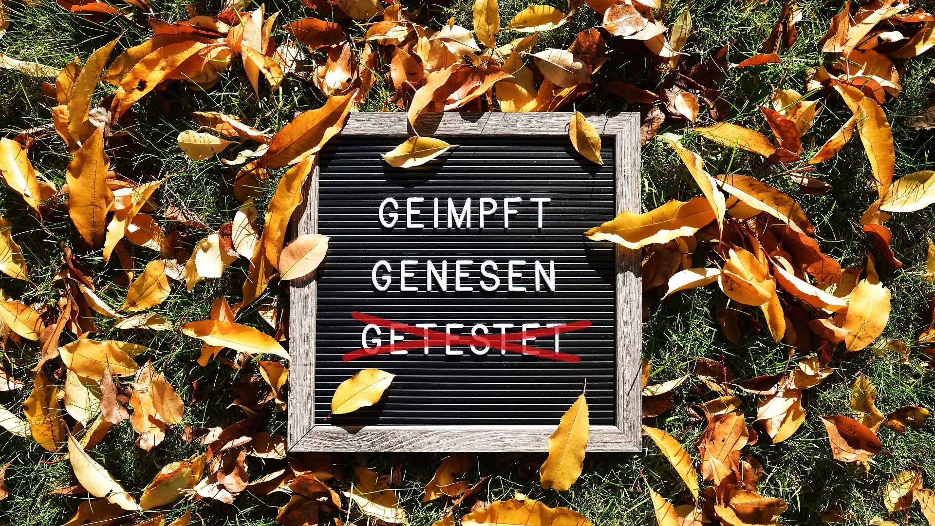 FOTOMONTAGE, Schild mit Aufschrift geimpft und genesen im Herbstlaub, Symbolfoto 2G-Regel *** PHOTOMONTAGE, sign with inscription vaccinated and recovered in autumn leaves, symbol photo 2G rule