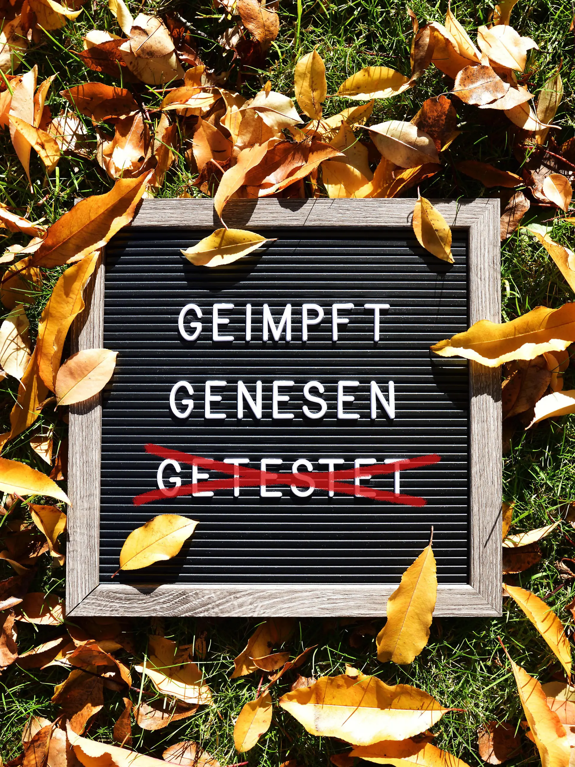 FOTOMONTAGE, Schild mit Aufschrift geimpft und genesen im Herbstlaub, Symbolfoto 2G-Regel *** PHOTOMONTAGE, sign with inscription vaccinated and recovered in autumn leaves, symbol photo 2G rule