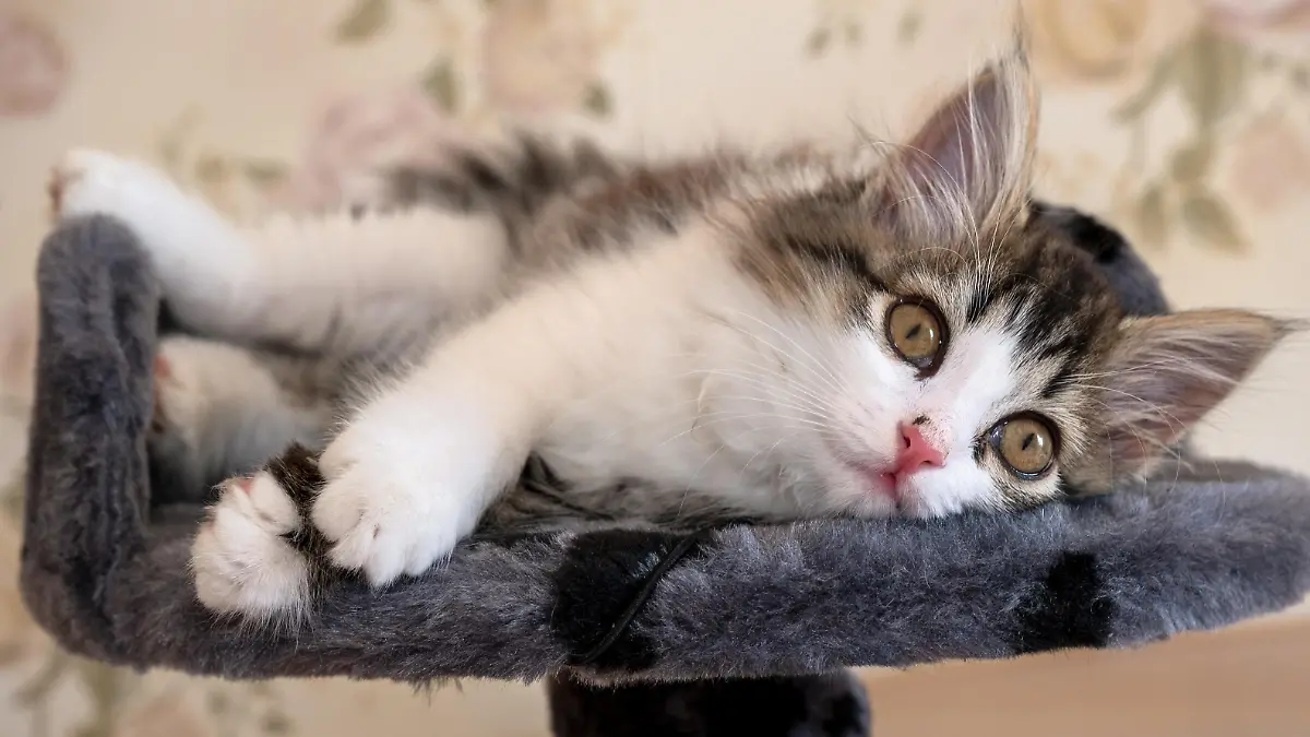 Siberian longhaired kitten is lying on bed and looking at camera