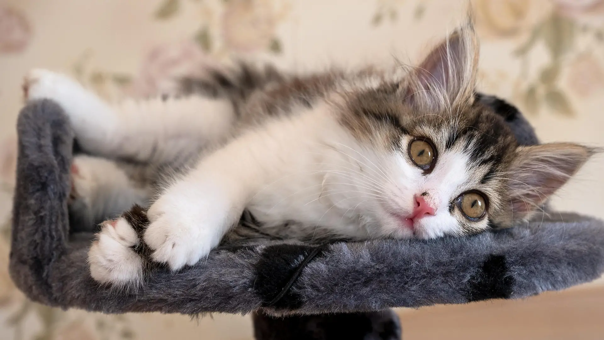 Siberian longhaired kitten is lying on bed and looking at camera
