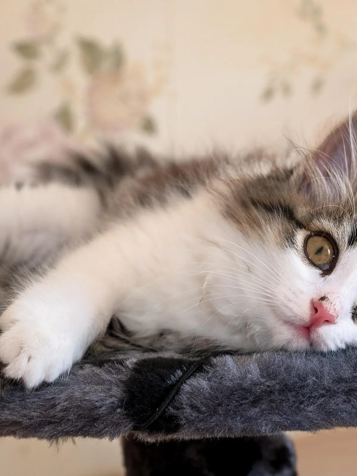 Siberian longhaired kitten is lying on bed and looking at camera