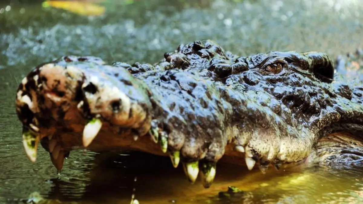 Krokodil in Australien