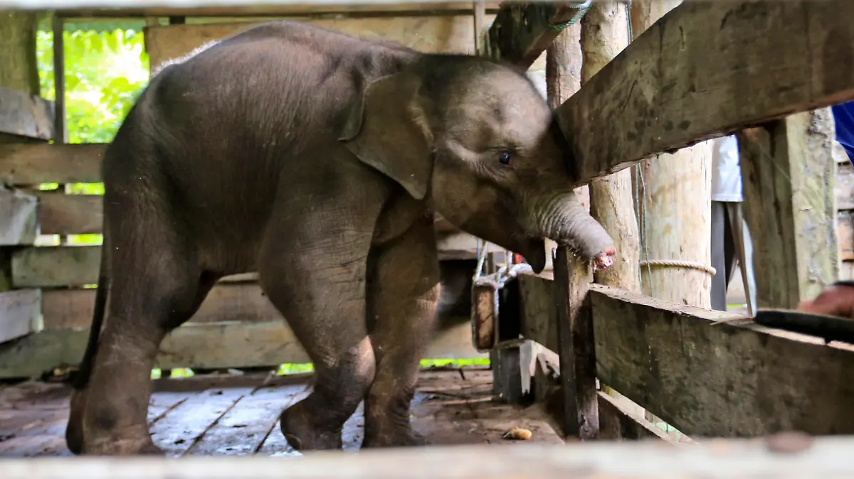 15.11.2021, Indonesien, Saree: Ein Sumatra-Elefantenkalb, das die Hälfte seines Rüssels verloren hat, wird in einem Elefantenschutzzentrum behandelt. Dem Elefantenbaby auf der indonesischen Insel Sumatra wurde fast die Hälfte seines Rüssels abgetrennt, nachdem es in eine Falle geraten war, die nach Angaben der Behörden vom Montag von Wilderern aufgestellt worden war, die Jagd auf die bedrohte Art machen. Der Rüssel musste amputiert werden, um das Leben des Elefanten zu retten. (zu dpa «Seltenes Sumatra-Elefantenbaby nach Rüsselverletzung gestorben») Foto: Munandar/AP/dpa - ACHTUNG: Graphic Content. +++ dpa-Bildfunk +++