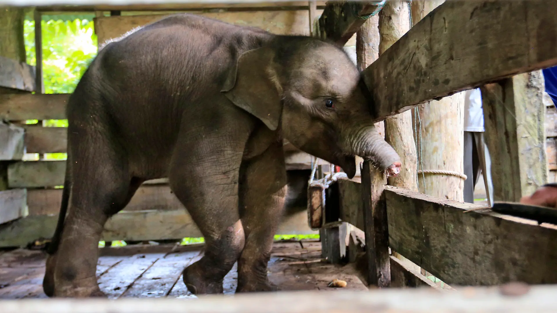 15.11.2021, Indonesien, Saree: Ein Sumatra-Elefantenkalb, das die Hälfte seines Rüssels verloren hat, wird in einem Elefantenschutzzentrum behandelt. Dem Elefantenbaby auf der indonesischen Insel Sumatra wurde fast die Hälfte seines Rüssels abgetrennt, nachdem es in eine Falle geraten war, die nach Angaben der Behörden vom Montag von Wilderern aufgestellt worden war, die Jagd auf die bedrohte Art machen. Der Rüssel musste amputiert werden, um das Leben des Elefanten zu retten. (zu dpa «Seltenes Sumatra-Elefantenbaby nach Rüsselverletzung gestorben») Foto: Munandar/AP/dpa - ACHTUNG: Graphic Content. +++ dpa-Bildfunk +++