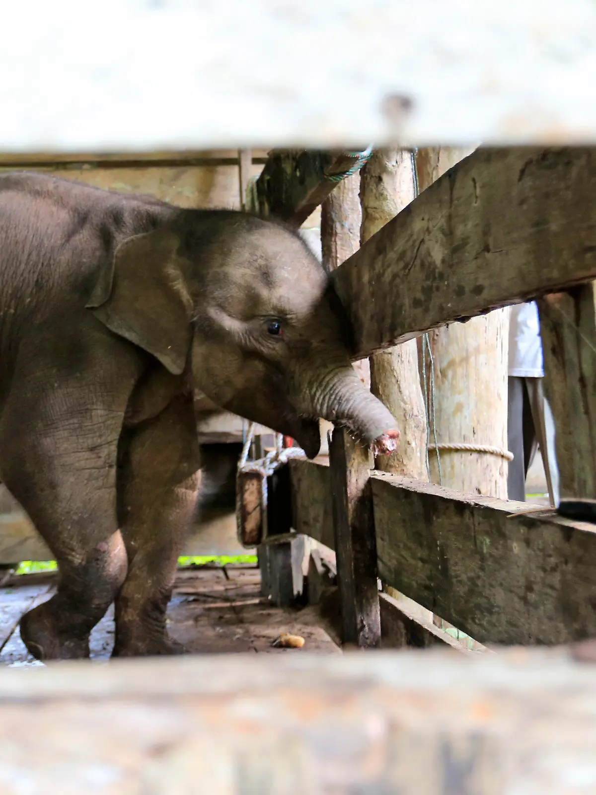 15.11.2021, Indonesien, Saree: Ein Sumatra-Elefantenkalb, das die Hälfte seines Rüssels verloren hat, wird in einem Elefantenschutzzentrum behandelt. Dem Elefantenbaby auf der indonesischen Insel Sumatra wurde fast die Hälfte seines Rüssels abgetrennt, nachdem es in eine Falle geraten war, die nach Angaben der Behörden vom Montag von Wilderern aufgestellt worden war, die Jagd auf die bedrohte Art machen. Der Rüssel musste amputiert werden, um das Leben des Elefanten zu retten. (zu dpa «Seltenes Sumatra-Elefantenbaby nach Rüsselverletzung gestorben») Foto: Munandar/AP/dpa - ACHTUNG: Graphic Content. +++ dpa-Bildfunk +++
