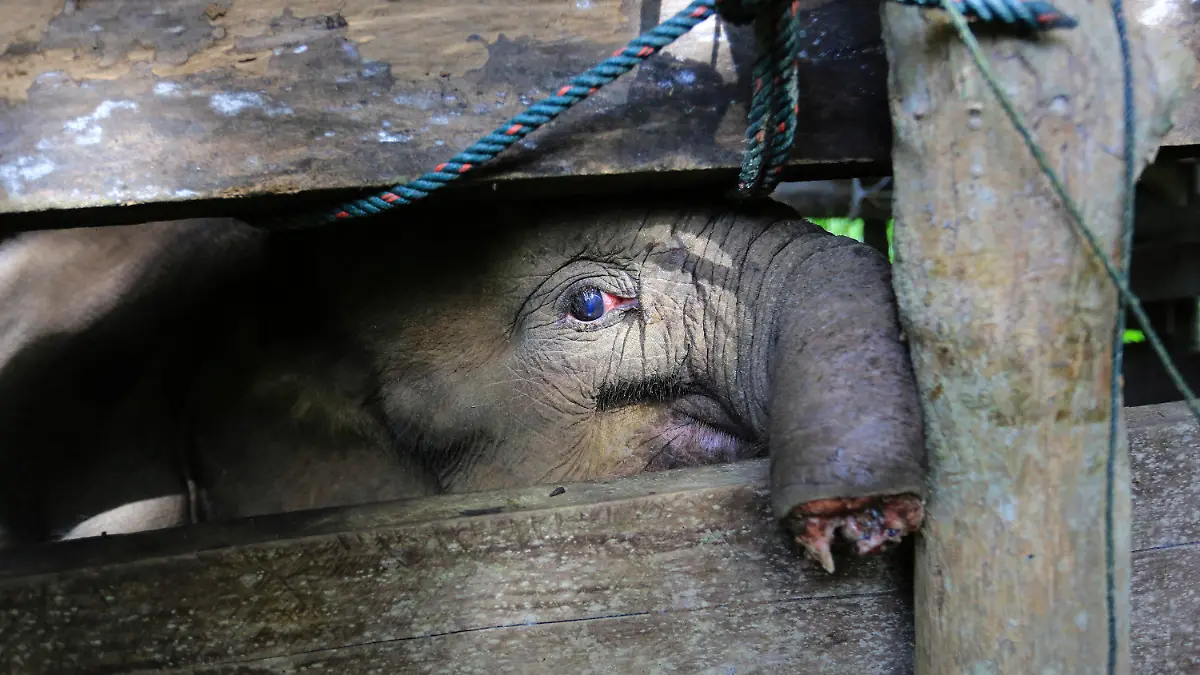 15.11.2021, Indonesien, Saree: Ein Sumatra-Elefantenkalb, das die Hälfte seines Rüssels verloren hat, wird in einem Elefantenschutzzentrum behandelt. Dem Elefantenbaby auf der indonesischen Insel Sumatra wurde fast die Hälfte seines Rüssels abgetrennt, nachdem es in eine Falle geraten war, die nach Angaben der Behörden vom Montag von Wilderern aufgestellt worden war, die Jagd auf die bedrohte Art machen. Der Rüssel musste amputiert werden, um das Leben des Elefanten zu retten. (zu dpa «Seltenes Sumatra-Elefantenbaby nach Rüsselverletzung gestorben») Foto: Munandar/AP/dpa - ACHTUNG: Graphic Content. +++ dpa-Bildfunk +++