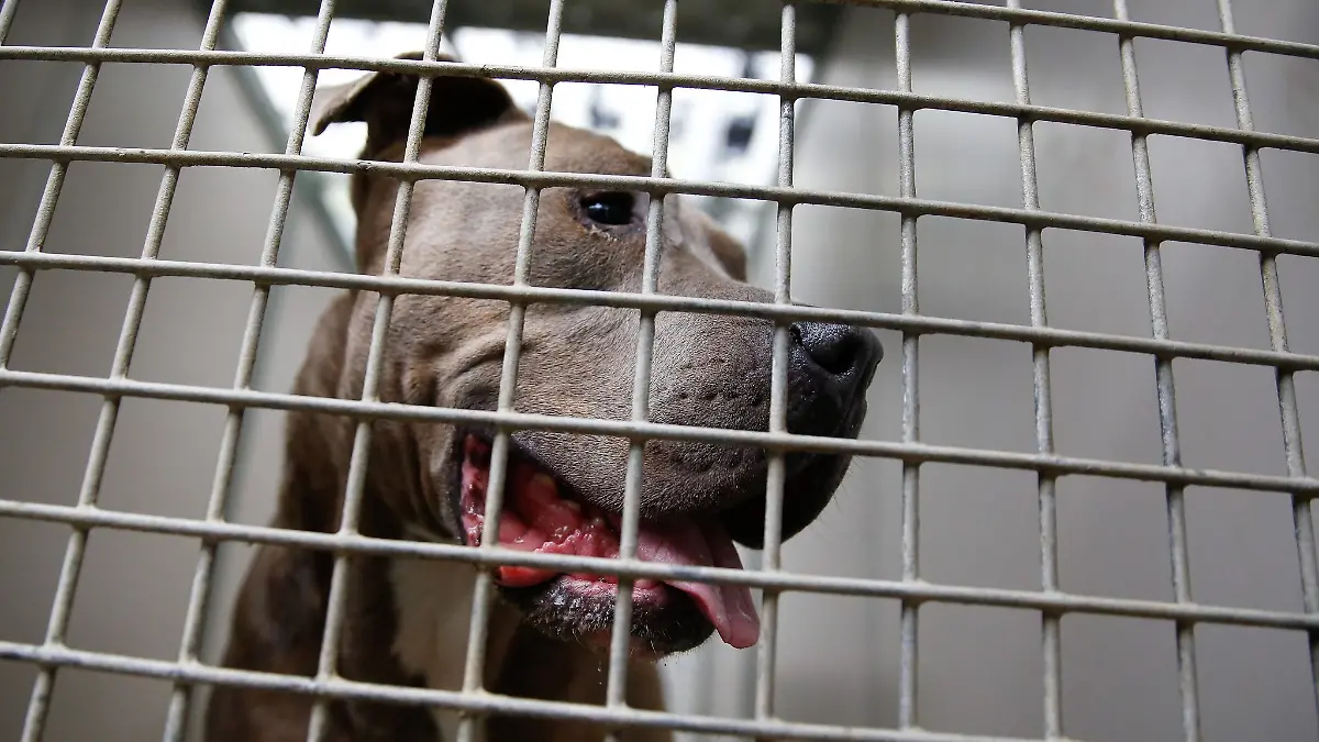 Ein Sechsjähriger wird in Garbsen von einem Staffordshire Bullterrier verletzt, das Tier kommt vorerst ins Tierheim. (Symbolbild)