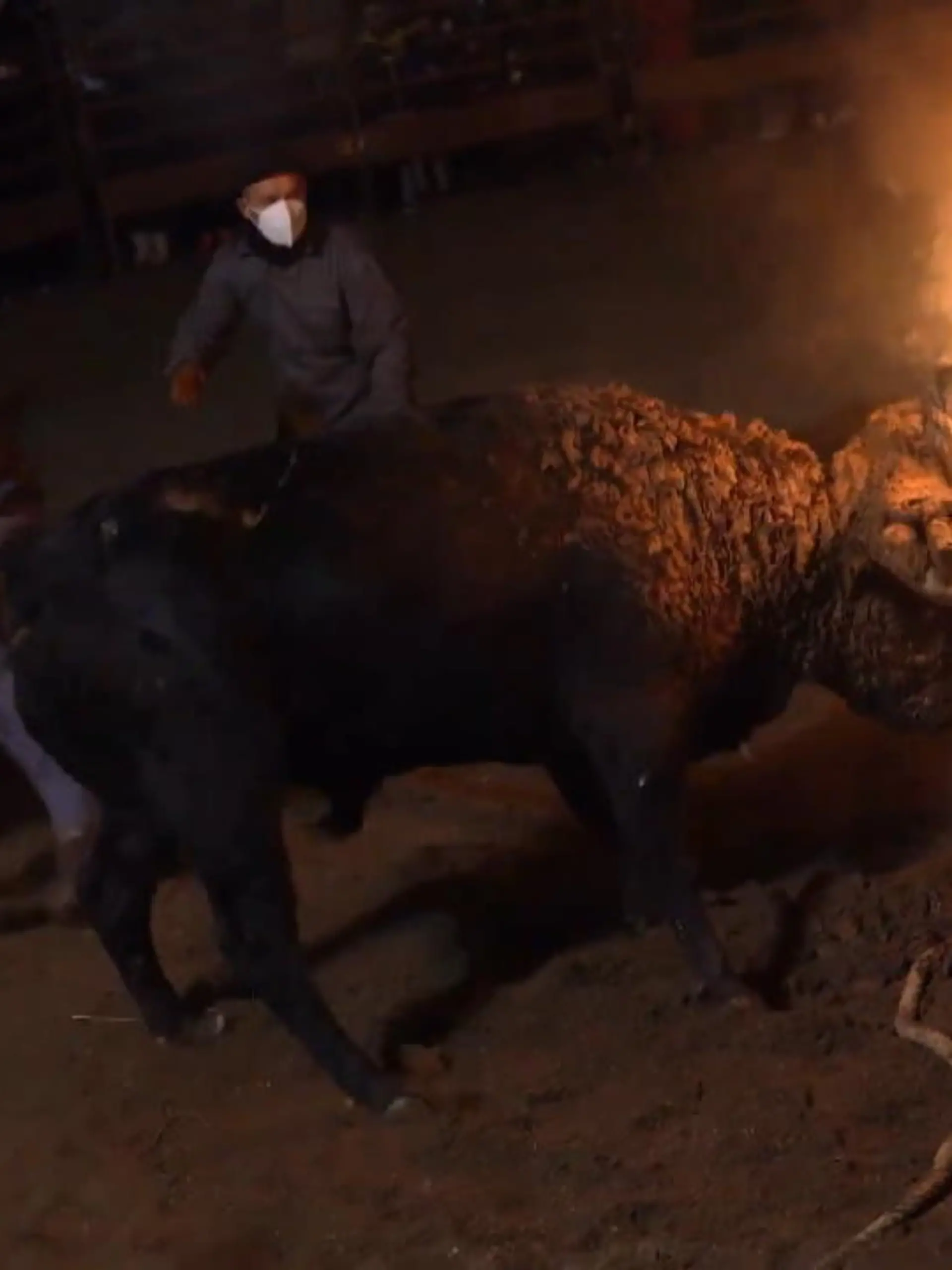 Tierschützer laufen Sturm gegen das Festival "Toro Júbilo" in Medinaceli, bei dem Stiere mit brennenden Hörnern durch eine Arena gehetzt werden.