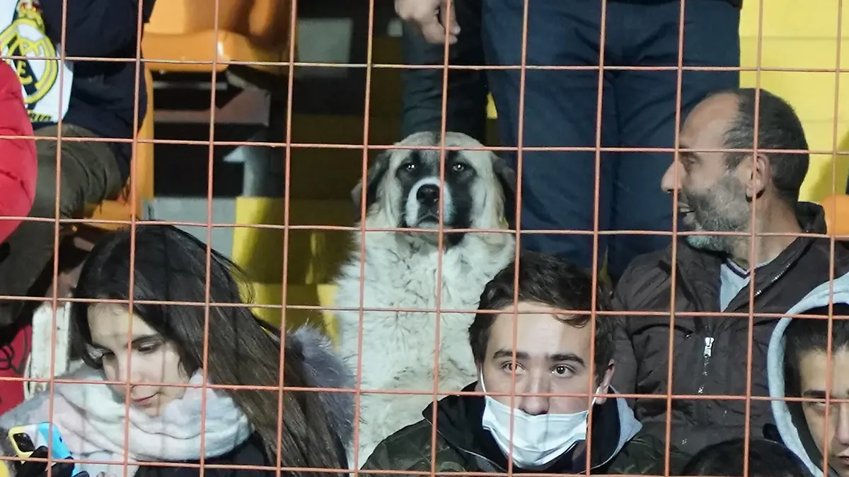 Straßenhund kommt ins Stadion gelaufen und sieht beim Spiel zu - Eriwan/Yerevan 14.11.2021: Armenien vs. Deutschland, WM-Qualifikation, Republican Stadium *** Street dog comes running into stadium to watch match Yerevan Yerevan 14 11 2021 Armenia vs Germany, World Cup Qualifier, Republican Stadium