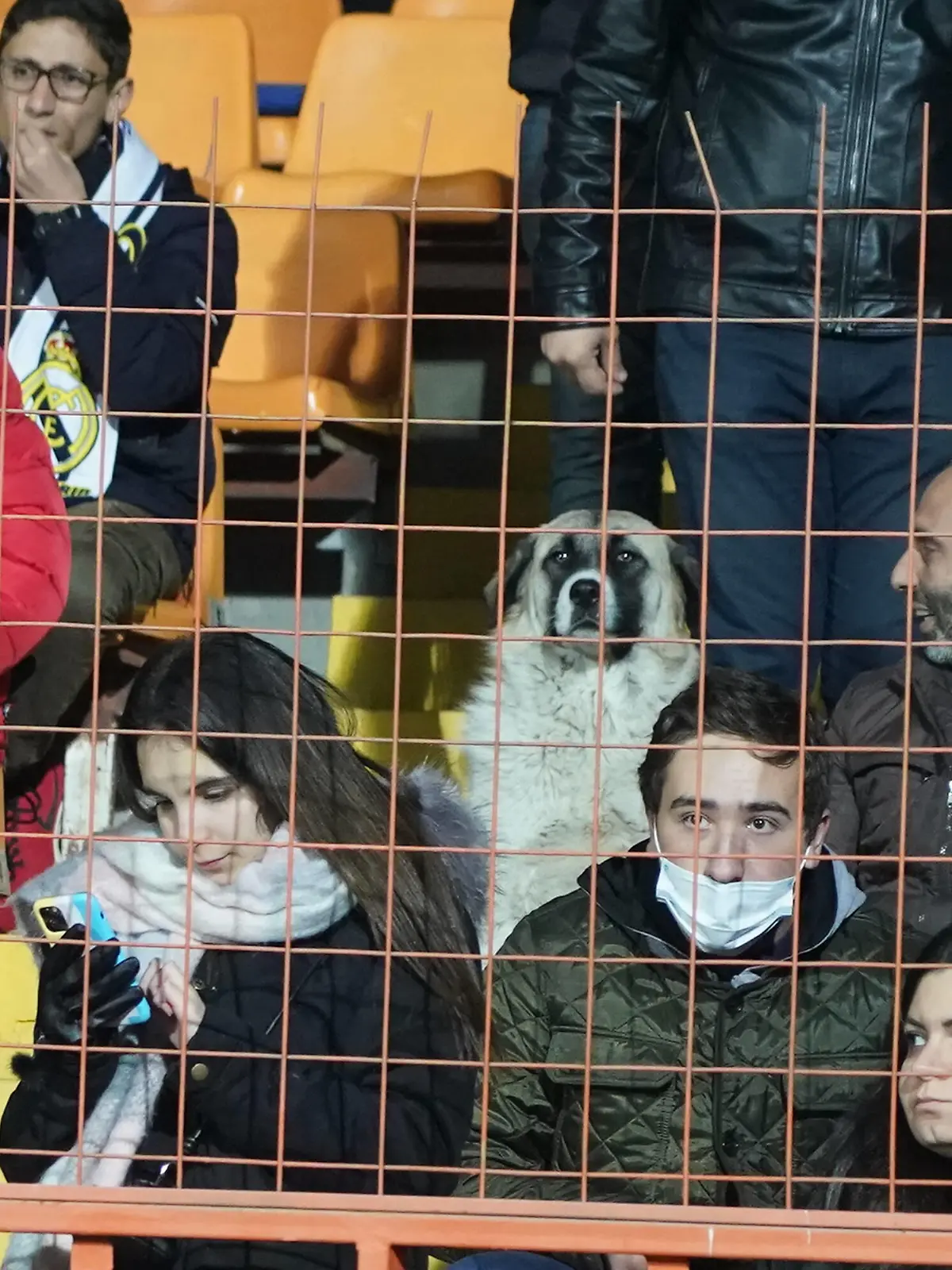  Straßenhund kommt ins Stadion gelaufen und sieht beim Spiel zu - Eriwan/Yerevan 14.11.2021: Armenien vs. Deutschland, WM-Qualifikation, Republican Stadium *** Street dog comes running into stadium to watch match Yerevan Yerevan 14 11 2021 Armenia vs Germany, World Cup Qualifier, Republican Stadium