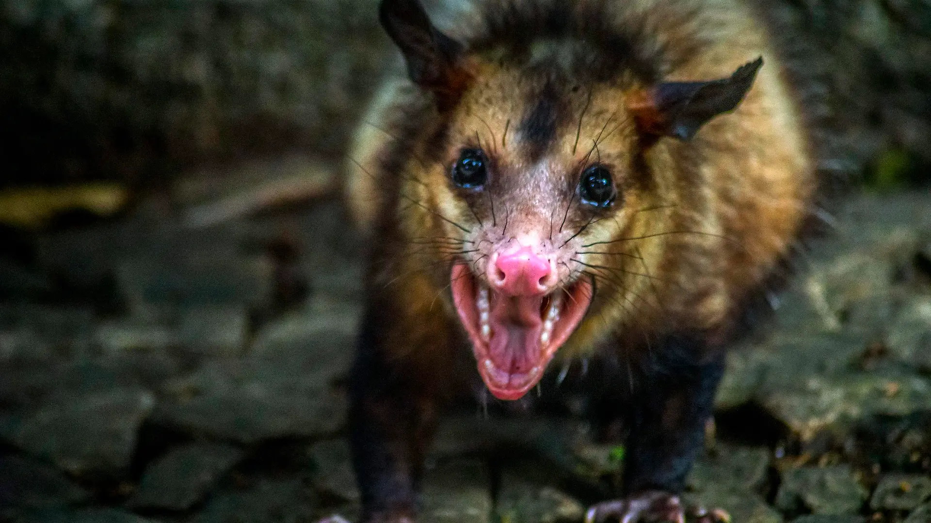 A Saruê, black-eared possum, a species of possum that inhabits Brazil, Argentina and Paraguay is seen on September 26, 2017 in Trianon Masp Park on Avenida Paulista in São Paulo. second guards of the park he has lived there for 8 years, but was scared with the traffic of people and animals. (Photo by Cris Faga/NurPhoto)