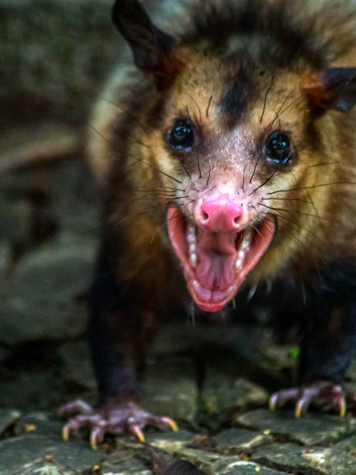 A SaruÃª, black-eared possum, a species of possum that inhabits Brazil, Argentina and Paraguay is seen on September 26, 2017 in Trianon Masp Park on Avenida Paulista in SÃ£o Paulo. second guards of the park he has lived there for 8 years, but was scared with the traffic of people and animals. (Photo by Cris Faga/NurPhoto)