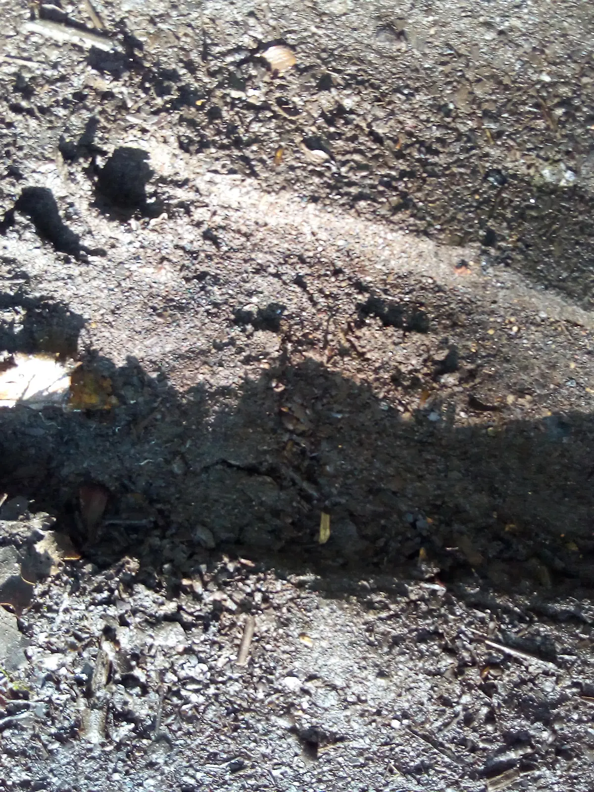 *** ONLINE EMBARGO 00:01 15/11/12 ****  MERCURY PRESS. (Pictured: The footprint Lee Brickley believes to belong to Bigfoot.) This man claims to have found Bigfoot's tracks in a forest after a DECADE of searching for the ape-like creature..Lee Brickley, 33, discovered a massive footprint and claw marks in a tree at Cannock Chase, Staffs..The author has been investigating supernatural occurrences in the area for the last 10 years and says there have been sightings of Bigfoot there since the 1800s. SEE MERCURY COPY
