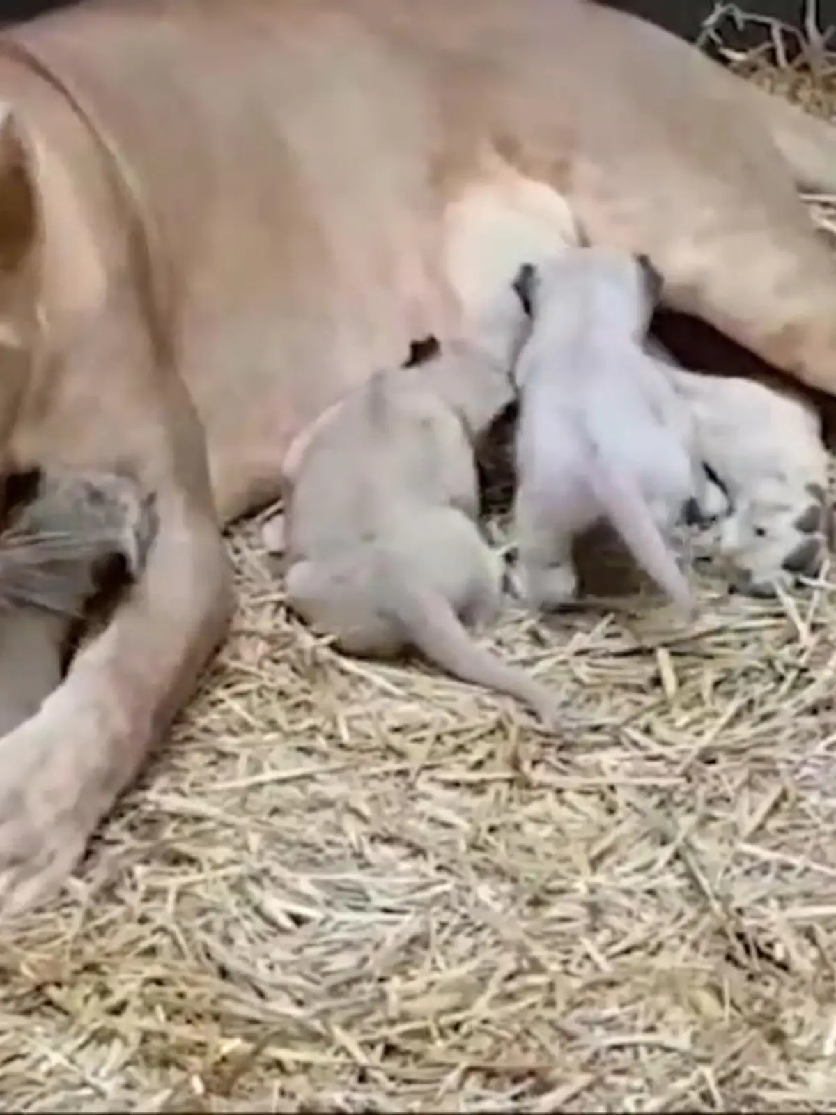 Die kleinen Löwenbabys in der ZOOM Erlebniswelt in Gelsenkirchen können ab jetzt frei entscheiden, ob sie zu den Besuchern tapsen - und sich somit zum ersten Mal der gespannten Öffentlichkeit präsentieren.