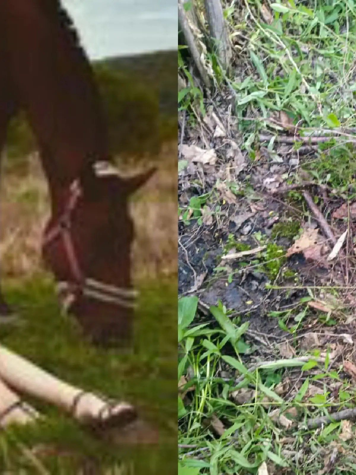 Hier im russischen Ussuriysk wurde die 26-Jährige von einem Tiger angegriffen.