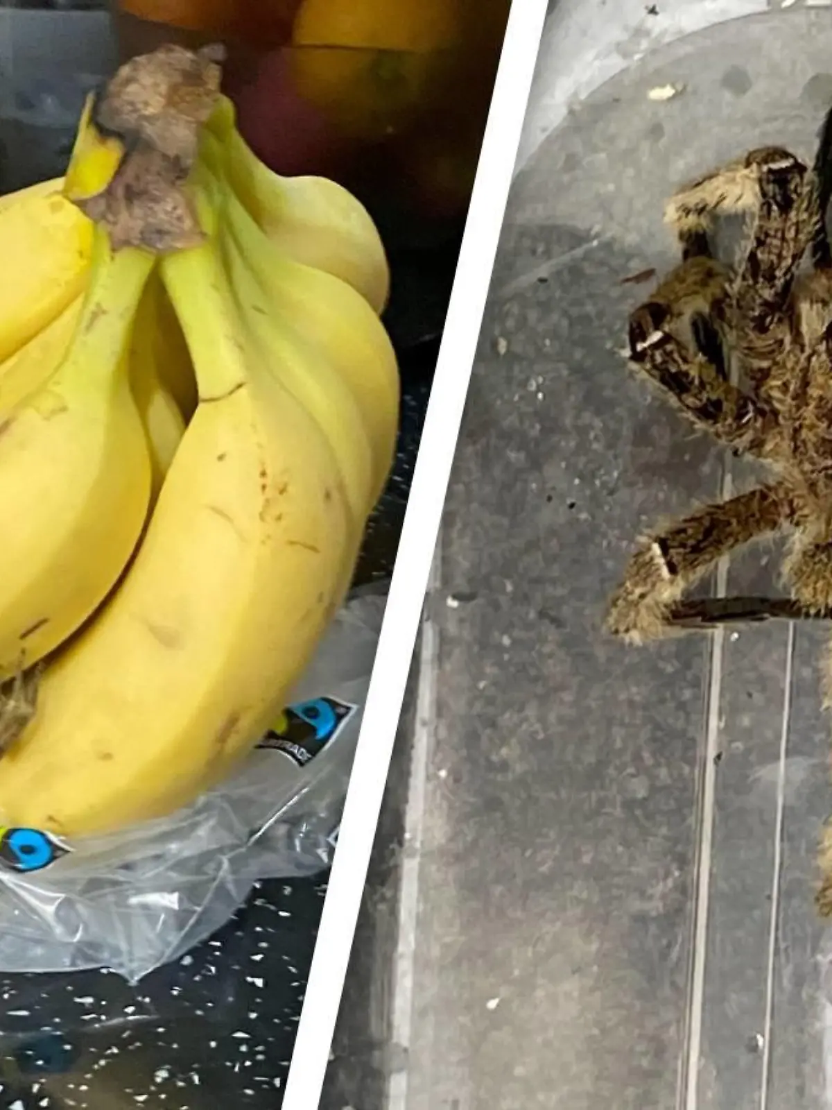 Spinne zwischen neu gekauften Bananen