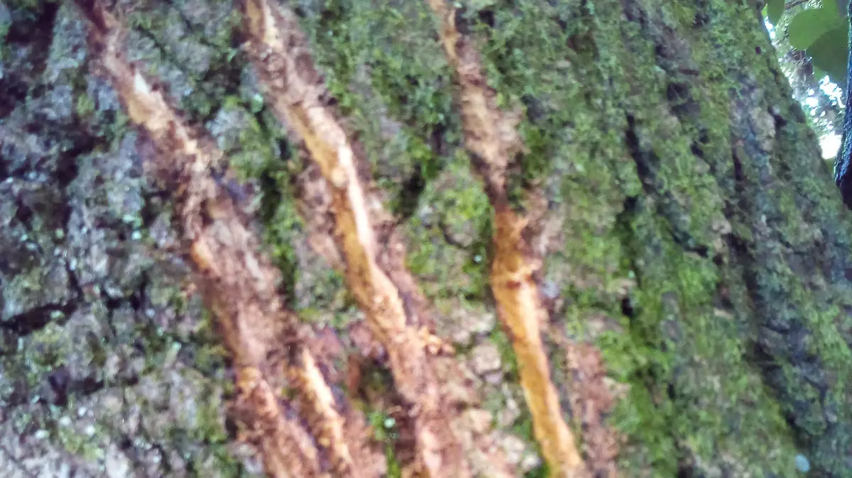 *** ONLINE EMBARGO 00:01 15/11/12 ****. MERCURY PRESS. (Pictured: 'claw marks' in a nearby tree.) This man claims to have found Bigfoot's tracks in a forest after a DECADE of searching for the ape-like creature..Lee Brickley, 33, discovered a massive footprint and claw marks in a tree at Cannock Chase, Staffs..The author has been investigating supernatural occurrences in the area for the last 10 years and says there have been sightings of Bigfoot there since the 1800s. SEE MERCURY COPY