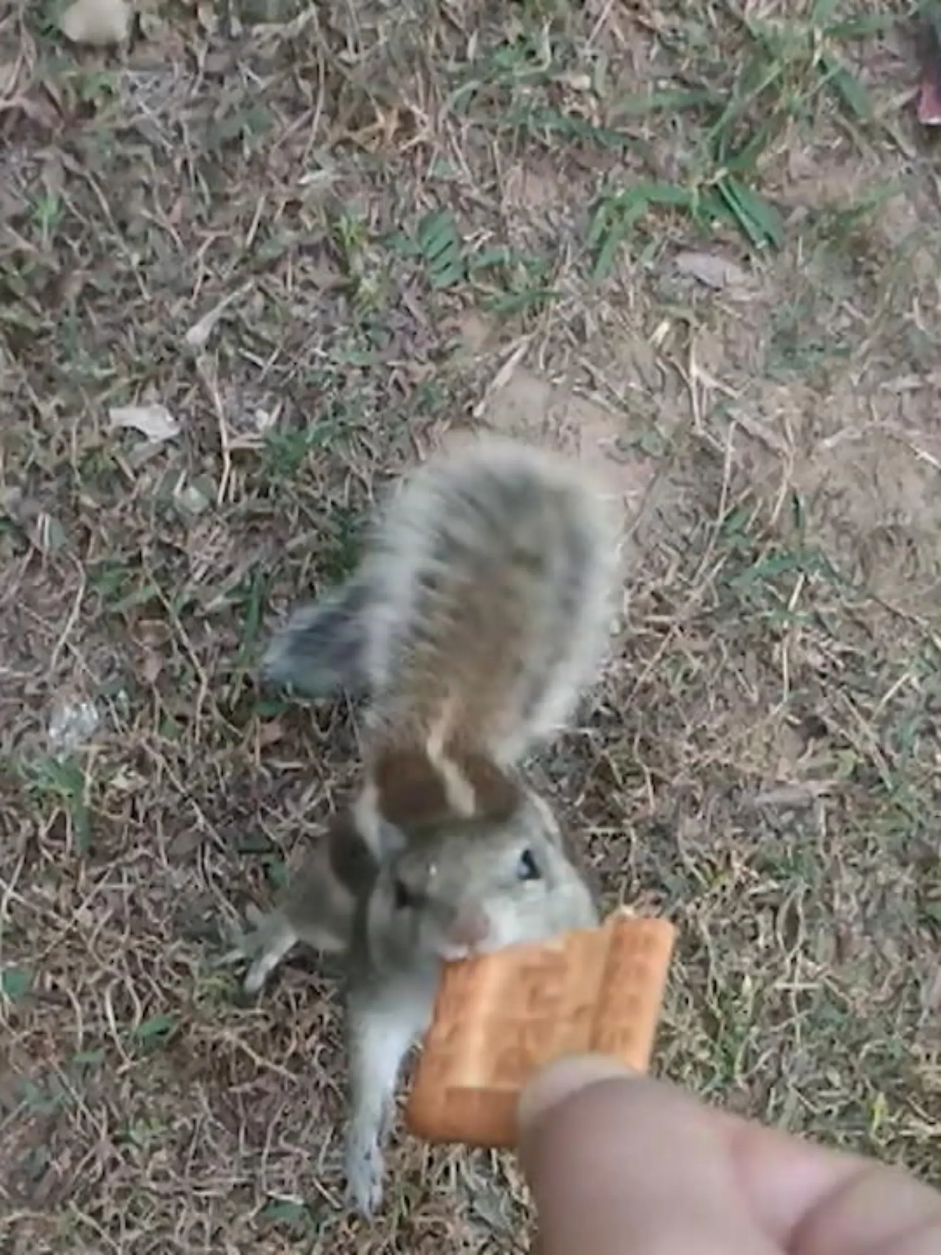 Dieser Mann hat in seinem Garten tierischen Besuch bekommen: zwei Streifenhörnchen haben es nämlich auf den Keks abgesehen, den er in seiner Hand hält. Da werden die sonst eher scheuen Tiere plötzlich ganz zutraulich – und versuchen, dem Mann den Keks aus der Hand zu klauen.