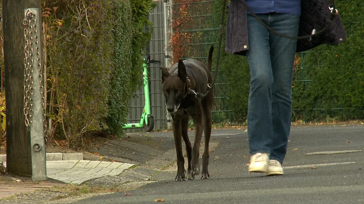 Gassigehen mit Rufus