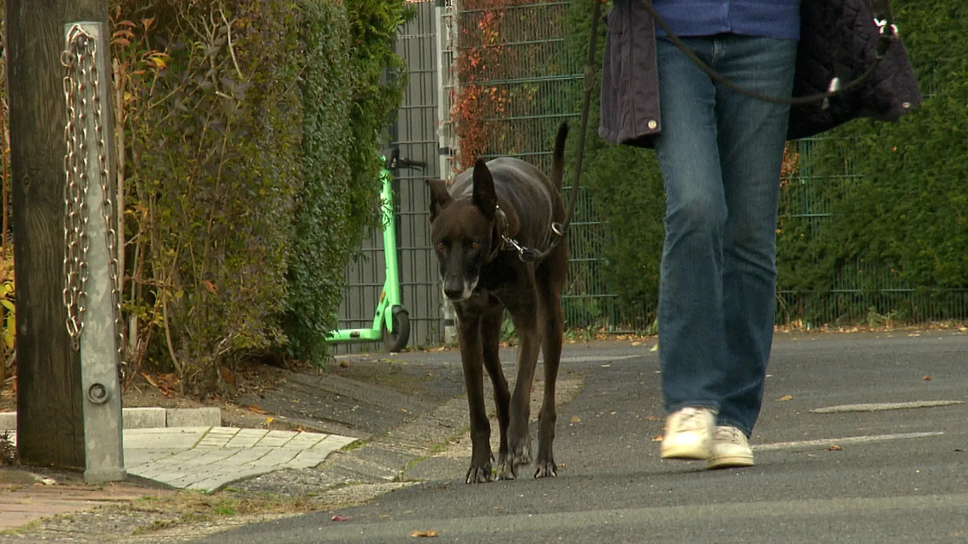 Gassigehen mit Rufus