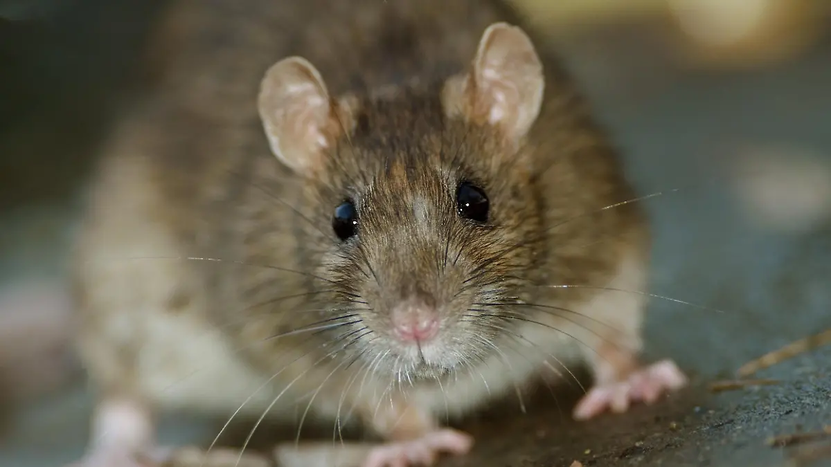 Ratte