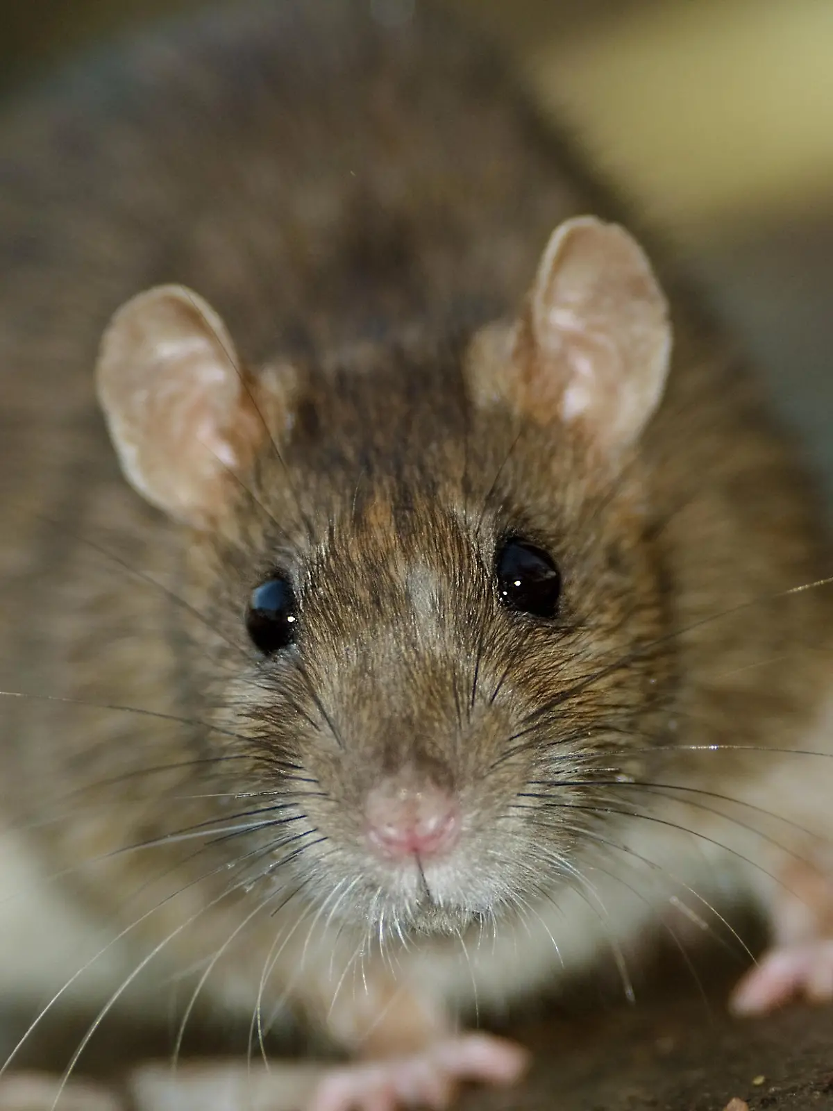 Ratte