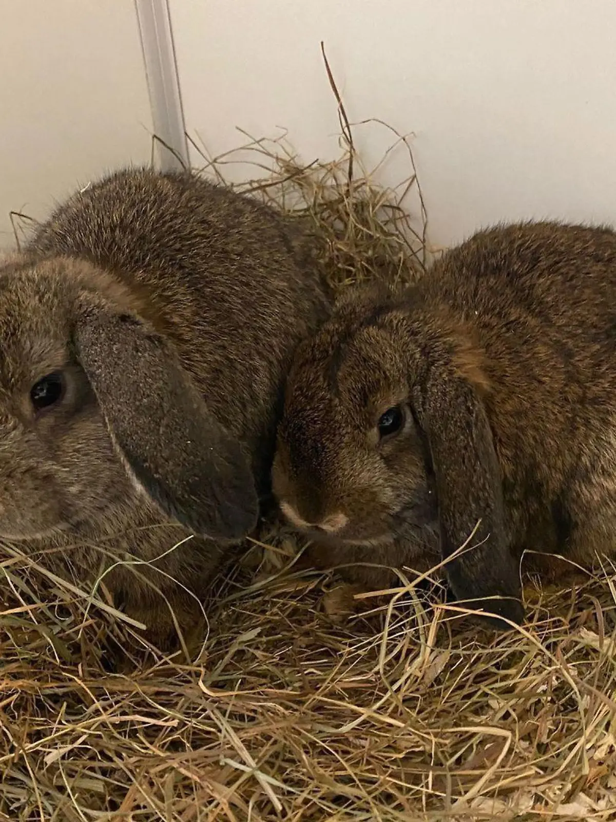Die beiden Kaninchen leben nun im Tierheim Dellbrück.