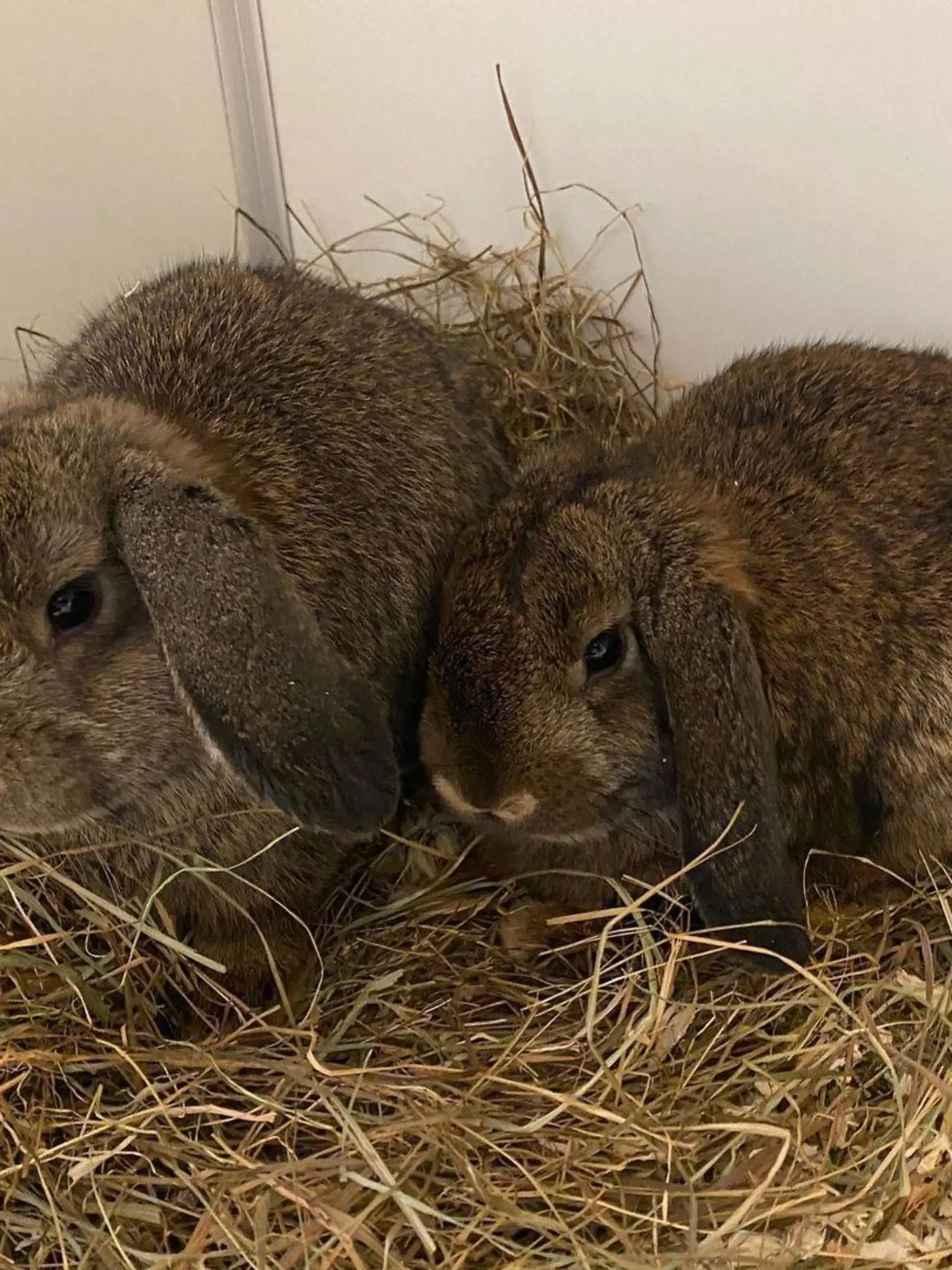 Die beiden Kaninchen leben nun im Tierheim Dellbrück.