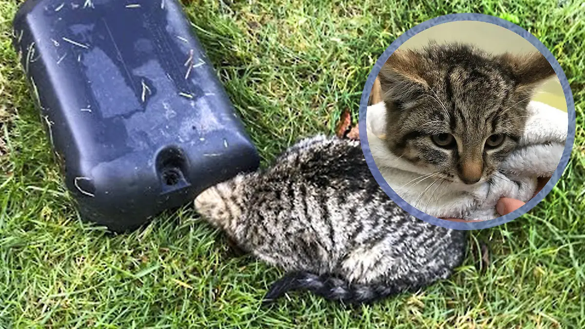 Katze steckt in Rattenfalle fest