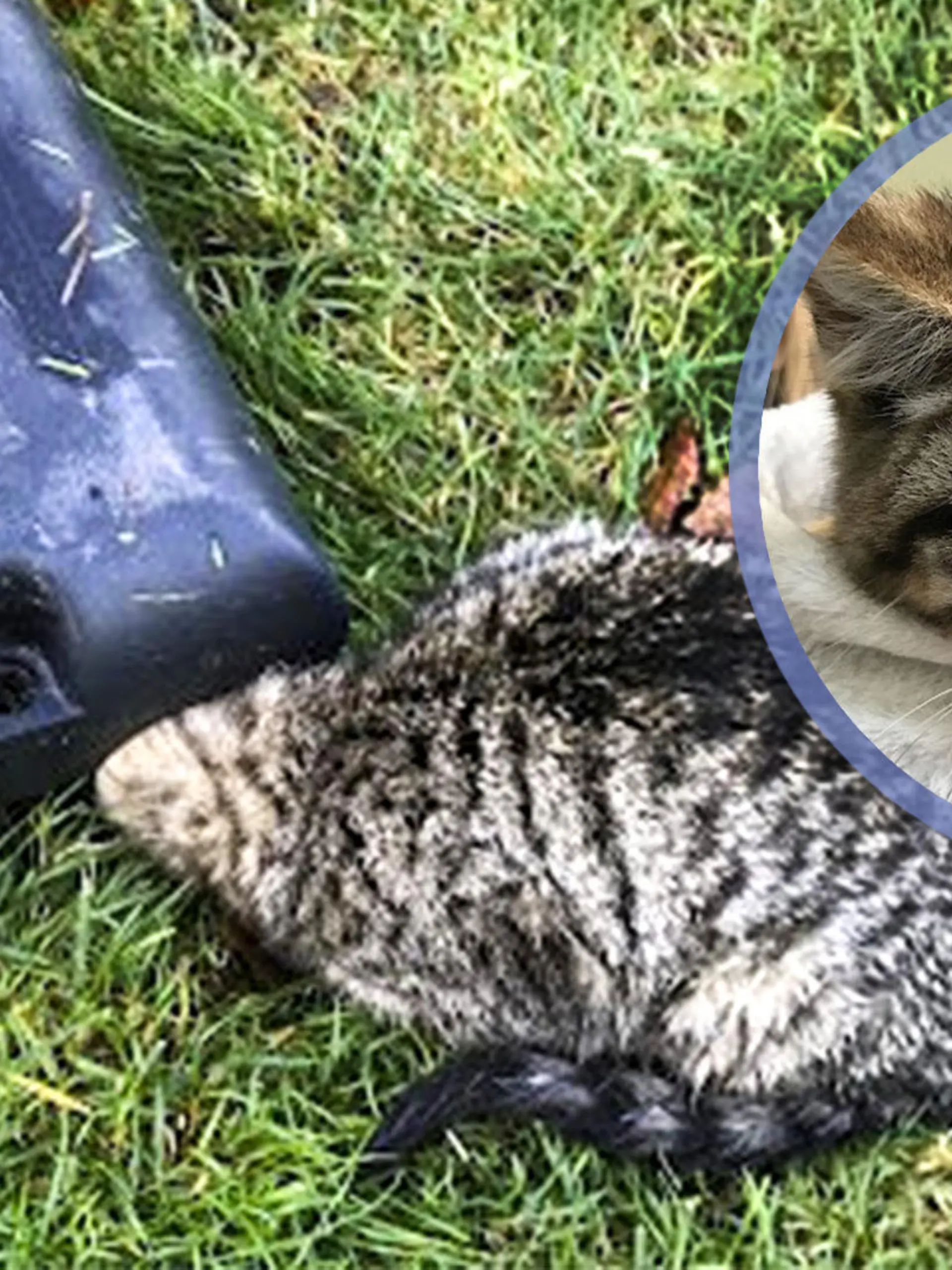 Katze steckt in Rattenfalle fest