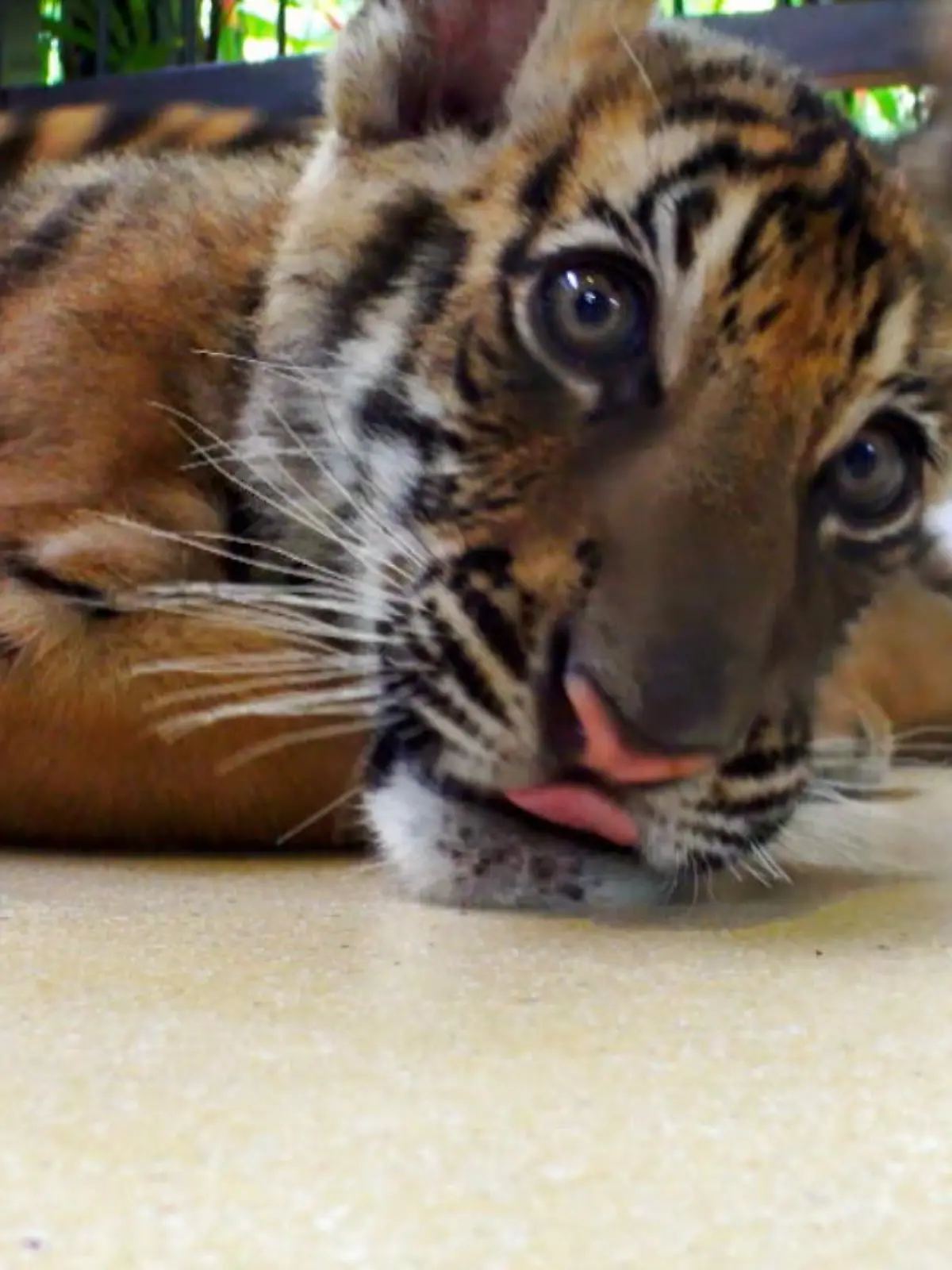 Wildtierhandel ist weltweit ein Milliardengeschäft und auch in Deutschland gibt es private Käufer. RTL-Reporter Thorsten Misler hat bereits getestet, wie einfach man im nahen Ausland Tiger kaufen kann. Was seine Reportage bewirkt hat.