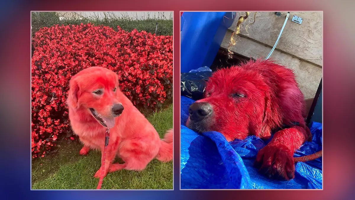 Hund Dandelion hat rotes Fell, weil sein Frauchen es ihm regelmäßig rot färbt.