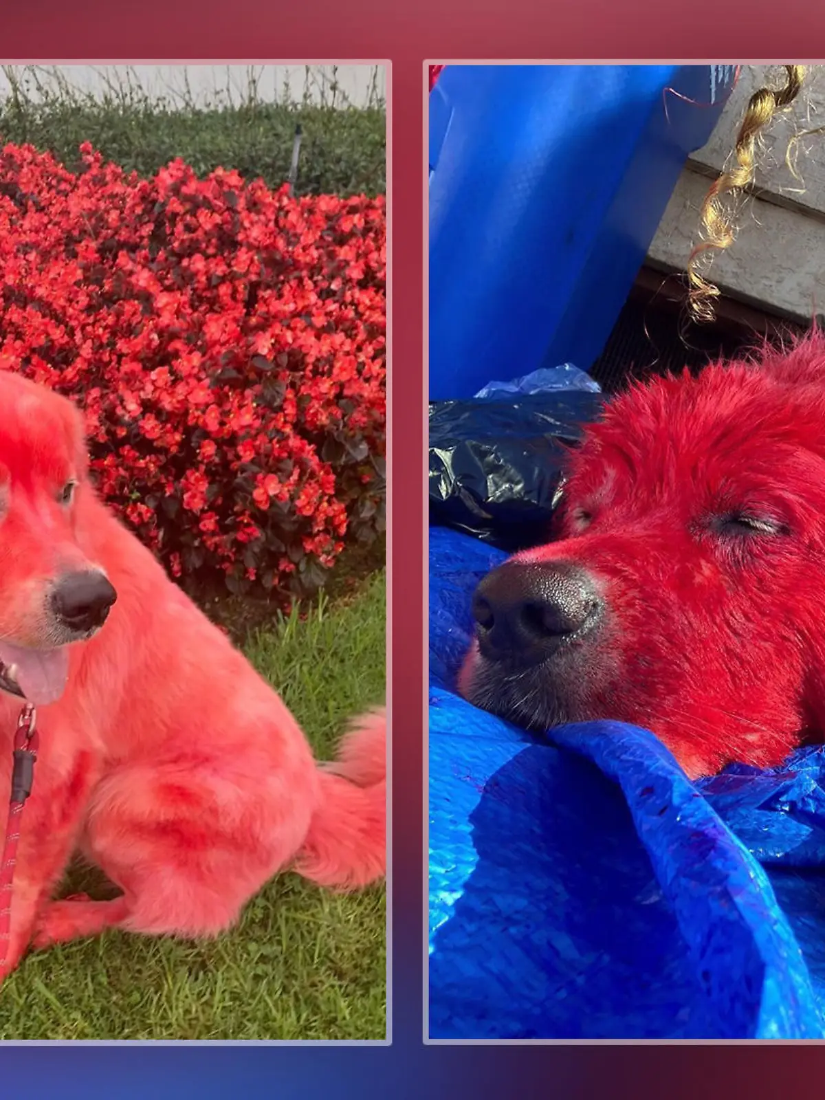 Hund Dandelion hat rotes Fell, weil sein Frauchen es ihm regelmäßig rot färbt.