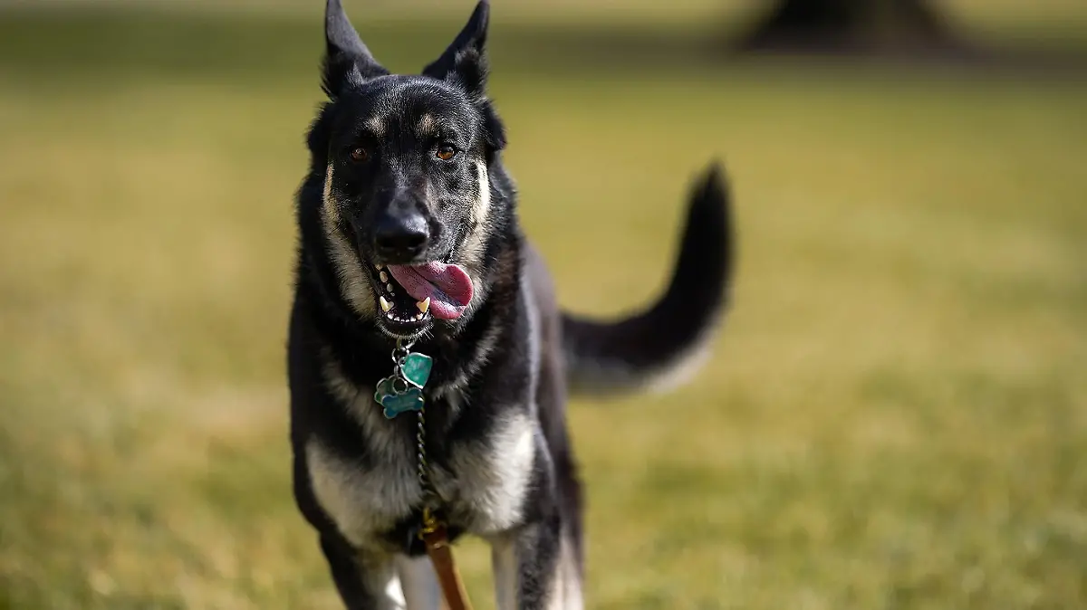 ARCHIV - 24.01.2021, USA, Washington: Schäferhund "Major" läuft über den Südrasen vor dem Weißen Haus. Die beiden Schäferhunde von US-Präsident Biden sind zurück im Weißen Haus. Das bestätigte ein Sprecher der First Lady am Mittwoch auf Anfrage. Der jüngere der beiden Hunde, «Major», habe inzwischen «zusätzliches Training» bekommen. (zu dpa Bidens Hunde sind zurück im Weißen Haus) Foto: Adam Schultz/Official White House /dpa - ACHTUNG: Nur zur redaktionellen Verwendung im Zusammenhang mit der aktuellen Berichterstattung und nur mit vollständiger Nennung des vorstehenden Credits +++ dpa-Bildfunk +++